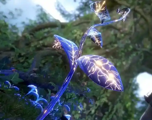 本以为蓝银草中的"王者"是蓝银皇,看到这一棵,阿银