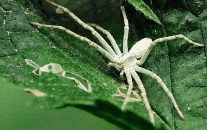 蟑螂的天敌是什么动物