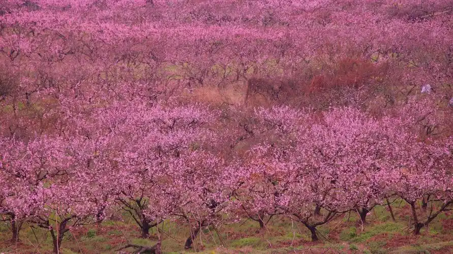 春风十里桃花红(浙中桃花源)