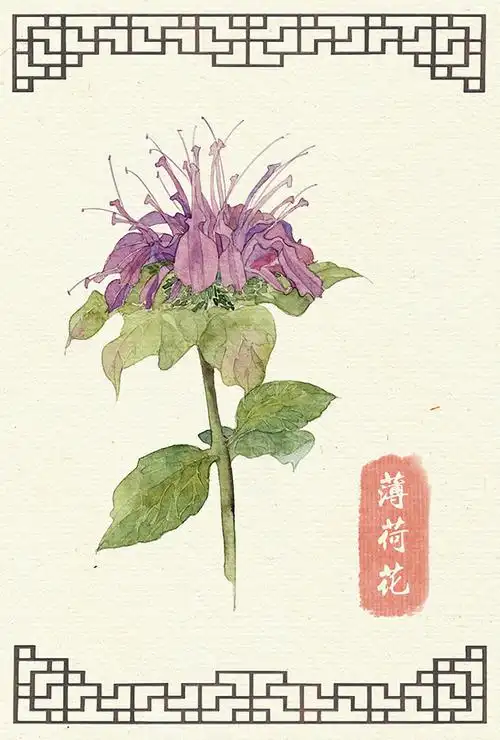 薄荷花水彩插画