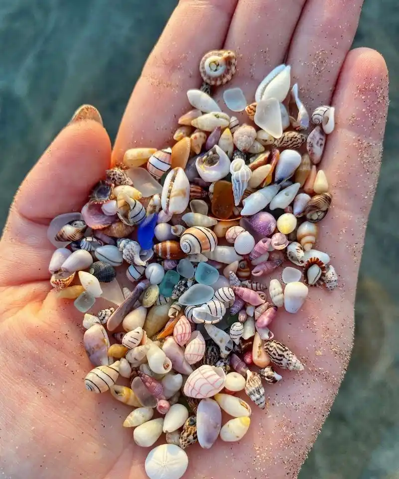 一起去赶海吧98 赶海能捡到那么好看的贝壳吗.