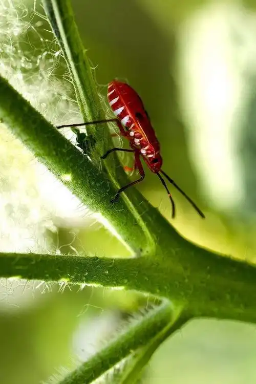 半翅目·显角亚目·红蝽科:棉红蝽