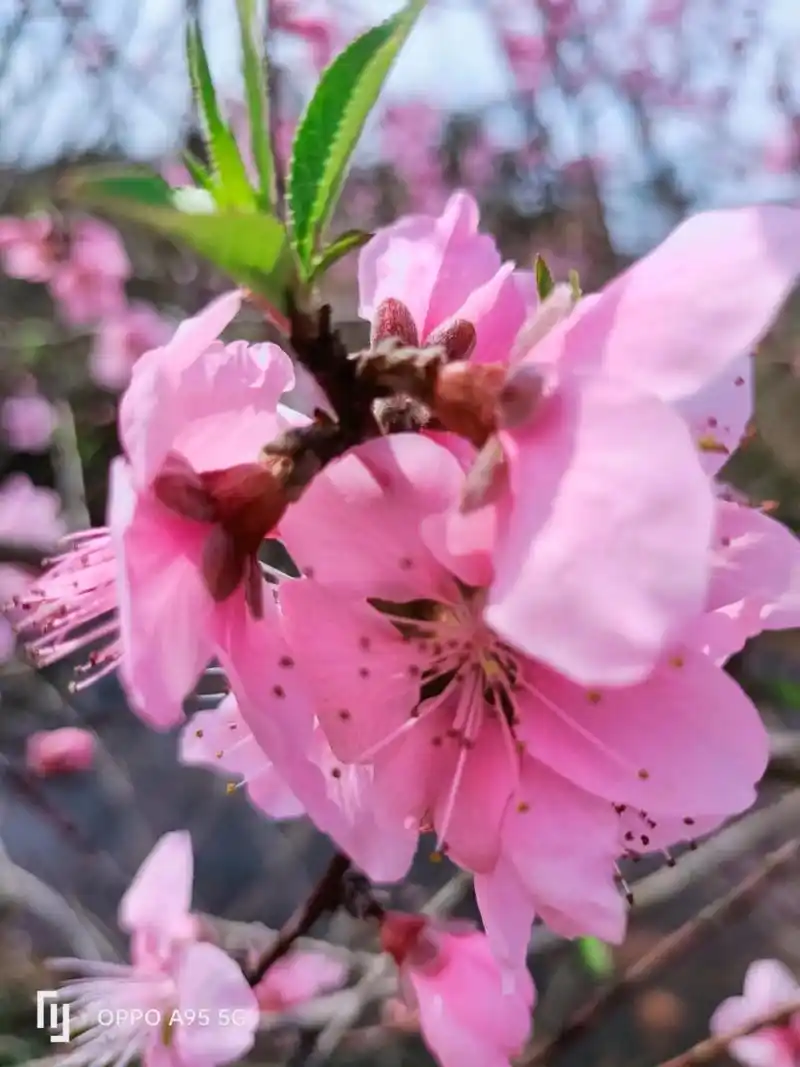桃花盛开,美丽如画,青山绿水,人间仙境.桃花盛开,春天渐入佳 - 抖音
