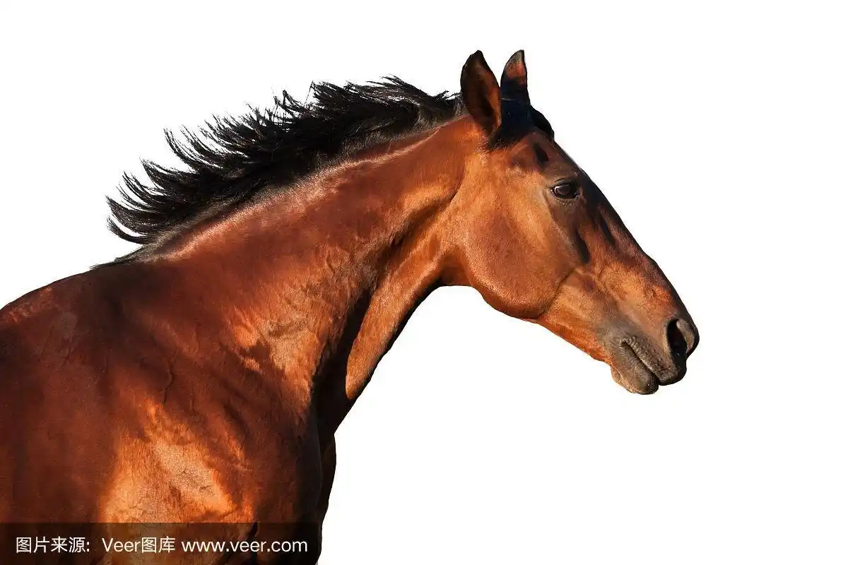 在白色的背景上的栗色马的侧面肖像