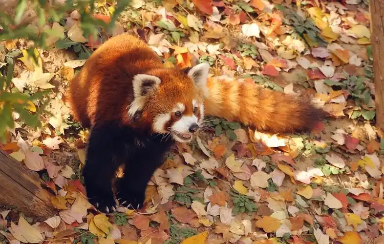 秋天,落叶和小熊猫很配哦(新地图解锁,徐州动物园)