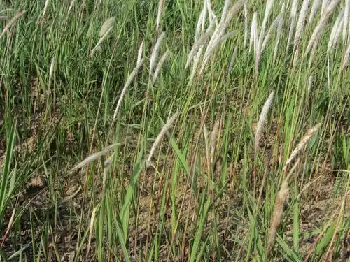 信息中心 云务毛草得开辟可现一条缝   下一句怎