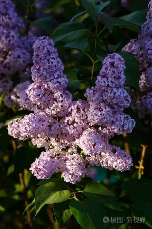 丁香花开春景春天丁香盛开大观春天丁香花宏