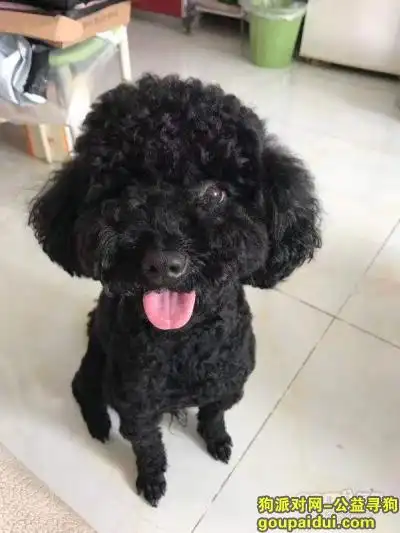邯郸找狗,寻狗-黑色泰迪【已找到】,它是一只非常可爱的宠物狗狗,希望