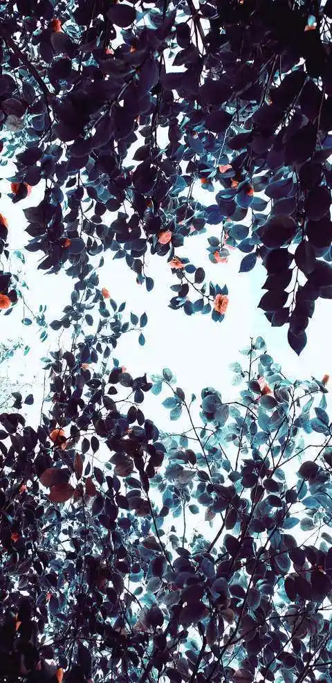 1080p蓝光竖屏壁纸图片