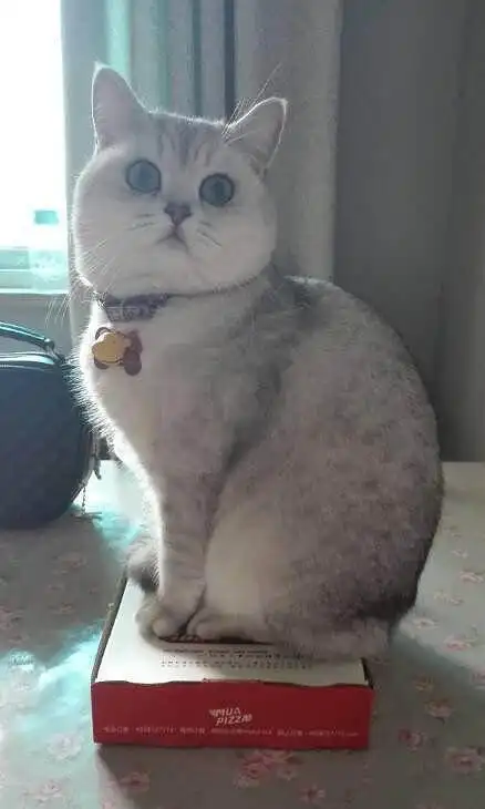 家养英国短毛猫银渐层