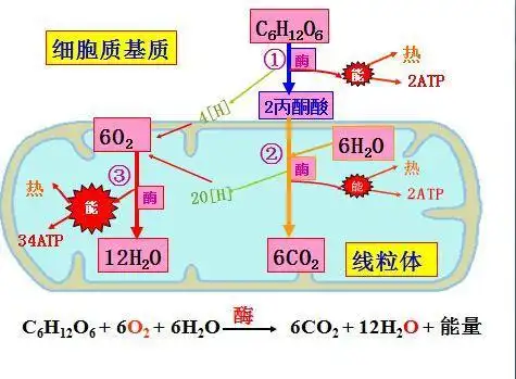 有氧呼吸的过程以及元素的来源和去路