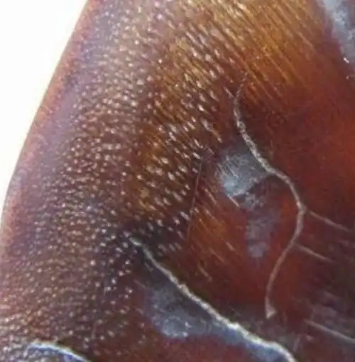 因古人的喜好亚洲地区它已经灭绝了正确鉴别犀牛角实战篇