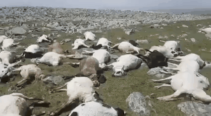 人们在现场拍下了这些各种姿势诡异的死羊,尸横遍野的离奇画面在网络