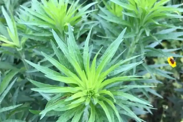 p>小蓬草(学名: i>conyza canadensis /i> (l.) cronq.