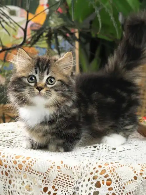 广州  #广州猫舍  #猫  #拿破仑矮脚猫  #拿破仑  #棕虎斑