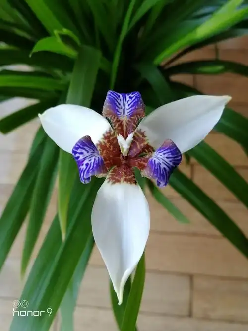 你喜欢兰花吗,这是巴西鸢尾花.