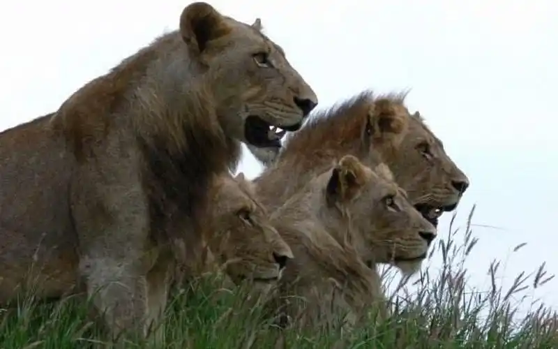 亚成年坏男孩雄狮磨炼狩猎技巧