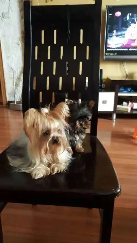 约克夏是什么体型