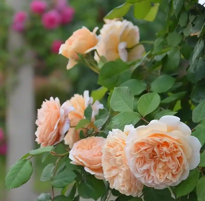 玛格丽特王妃——可以制作花墙,花色娇艳,是经典的月季品种