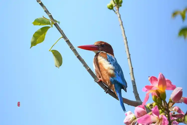 百鸟朝凤 摄影者 袁滨