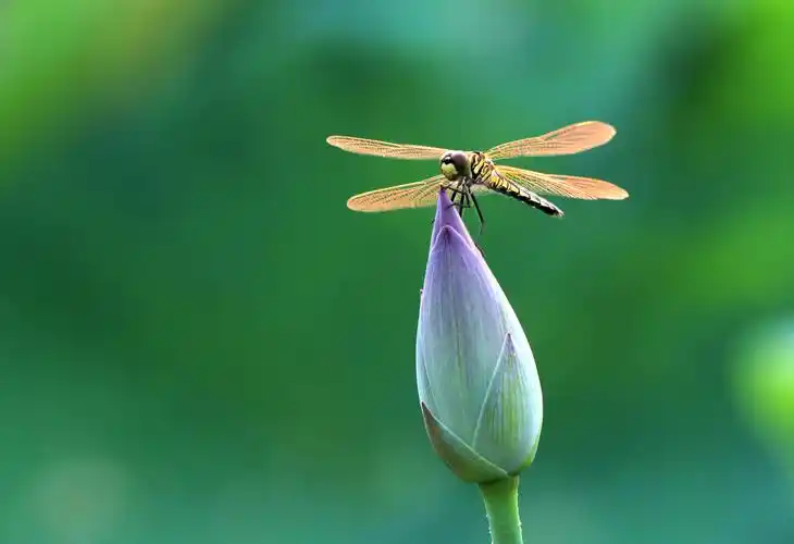 荷花&蜻蜓