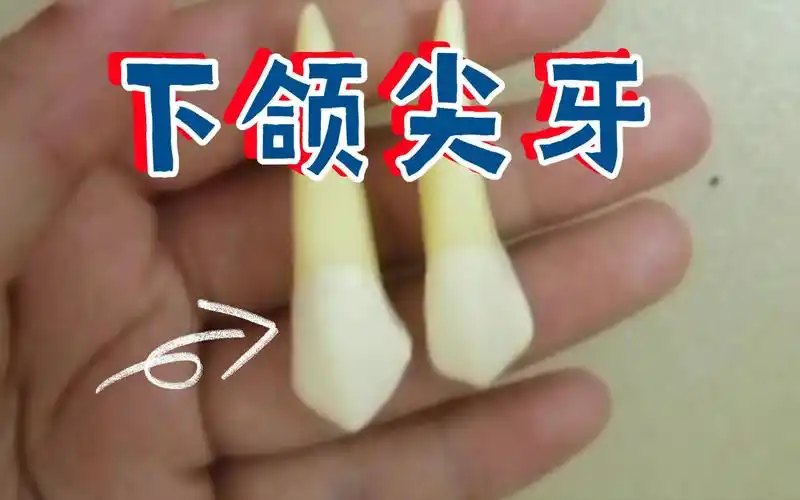 【解剖】下颌尖牙_哔哩哔哩_bilibili