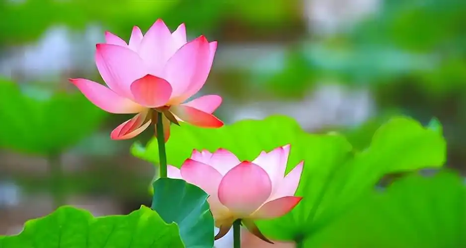 荷花的唯美意境句子