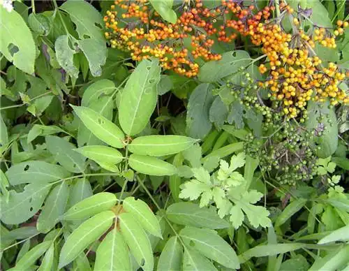 排风藤又叫七叶金,顺筋枝,大臭草,接骨草,小接骨丹,八棱麻.