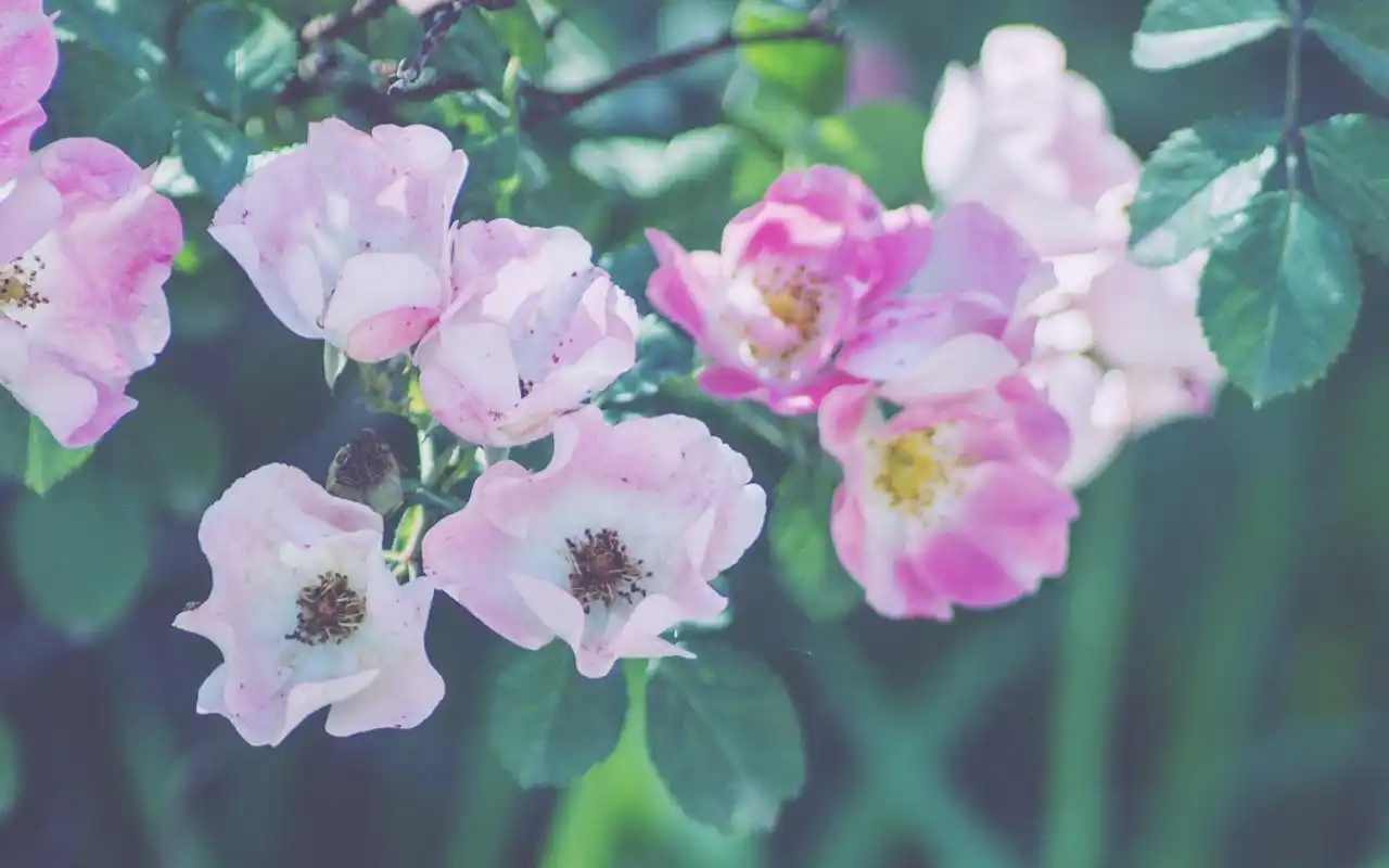 养眼月季花小清新唯美高清桌面壁纸