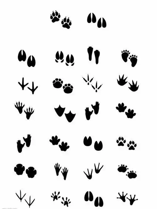 由动物脚印组成的简笔画