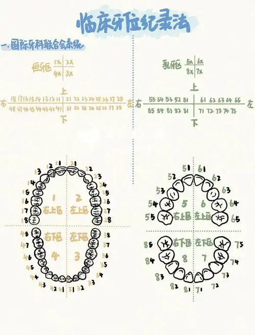 一分钟学会四大临床牙位记录法