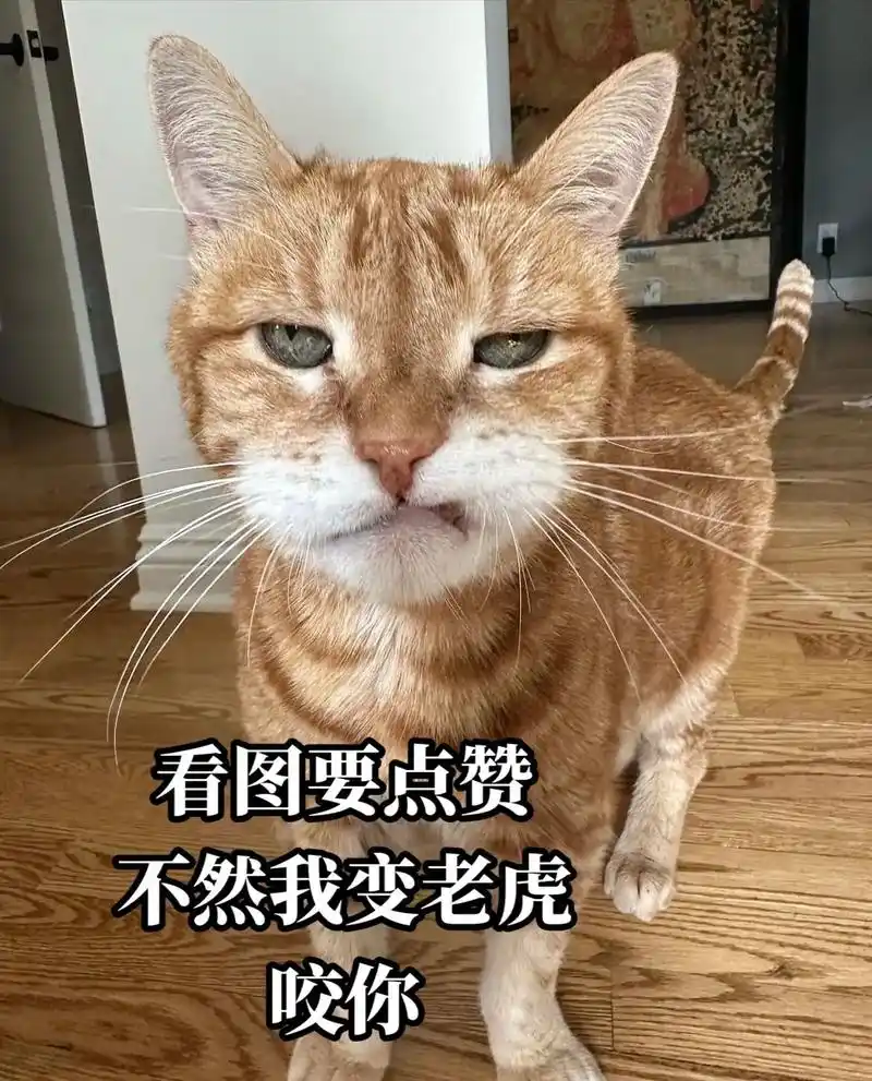 求点赞的猫咪萌猫表情包