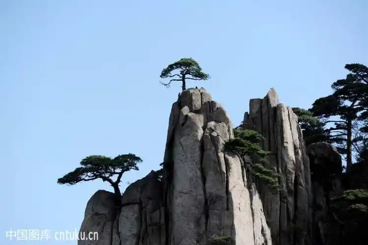 绝世独立的山岩松