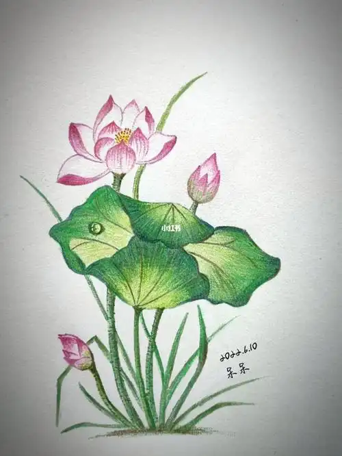 彩铅临摹,荷花!每日一副,静心.素描本,48色辉柏嘉水溶性彩铅.