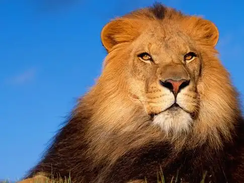 雄狮:你们只看到我威风凛凛,却不知道我每天热得像"火球"_鬃毛_狮子_