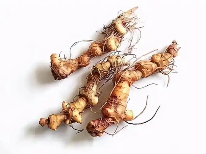 黄精的功效与作用禁忌(最壮阳的草药3种)插图