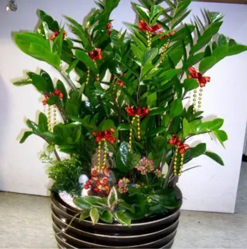 4种好运花,你对它好一点,你的生活就会好一点,旺人又旺财