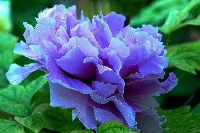 都说蓝色系的牡丹不好看,看完这些蓝色牡丹再评价
