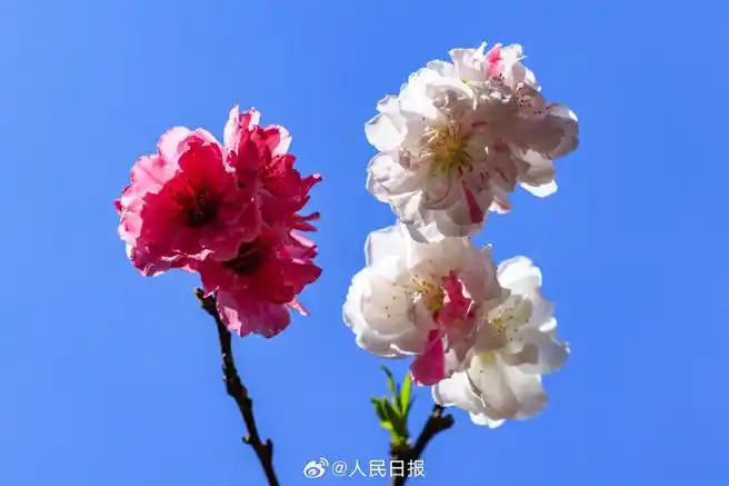 #被粉白双拼的桃花惊艳到了##双色桃花壁纸#