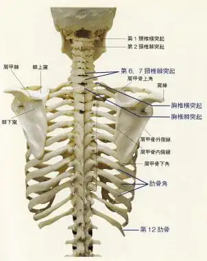 康复触诊新章节11头半棘肌下