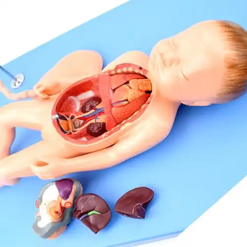 enovo颐诺婴幼儿生理解器官剖模型新生儿腹腔脐带胎盘胎儿护理组织