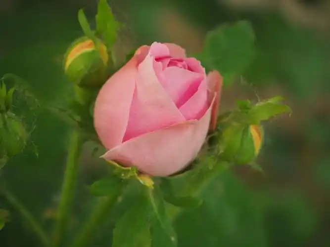 含苞待放花骨朵儿