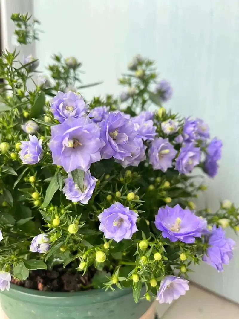 想养好丹麦风铃花,下面几点一定要做到!