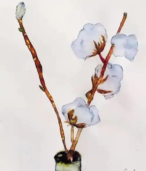 崔雪莉 的棉花画得蛮不错的