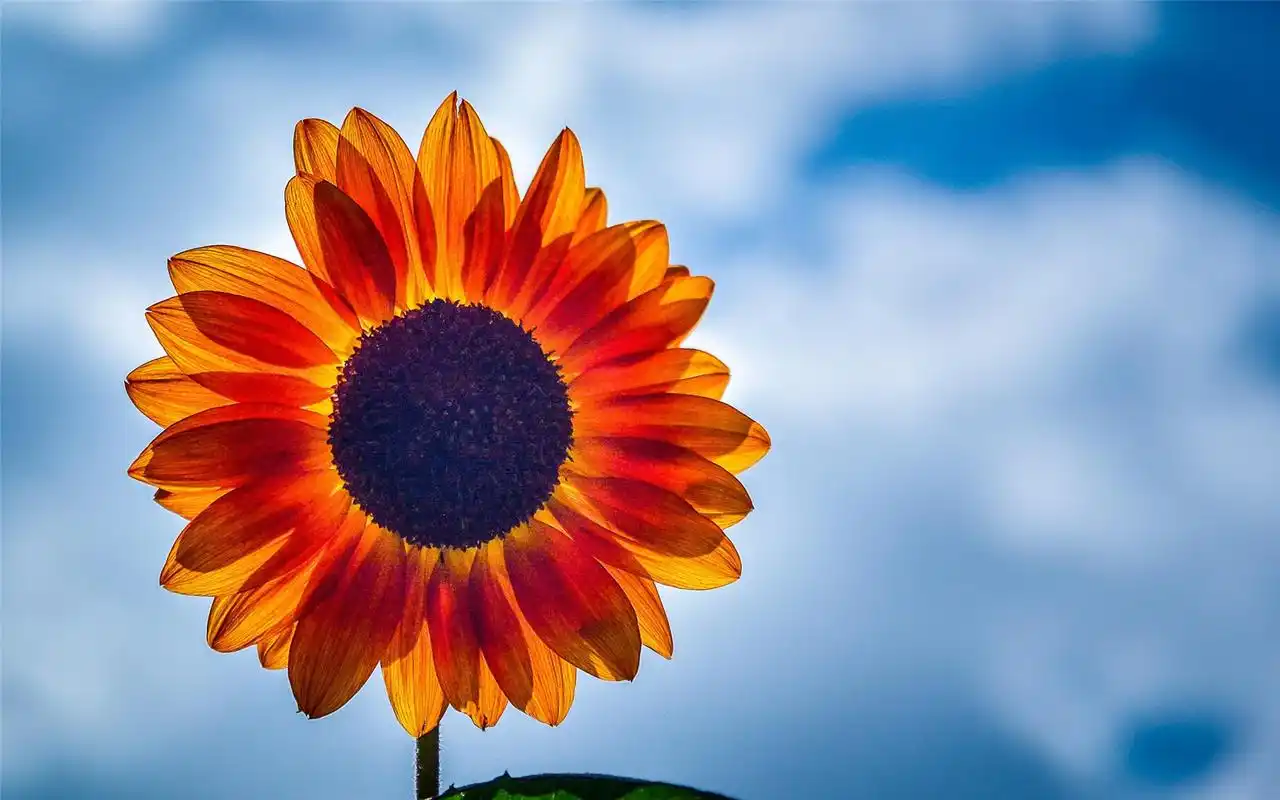 小清新养眼花卉摄影高清桌面壁纸