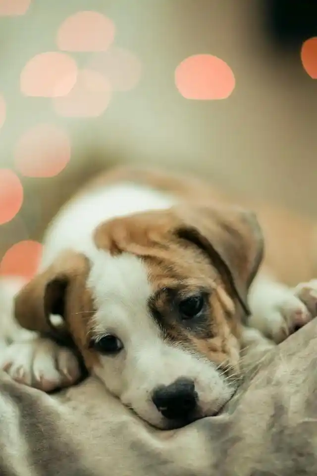 狗狗发呆瞬间超酷的手机壁纸