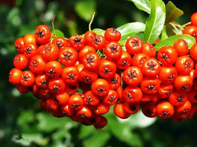 供应 基地直销批发球类植物 小丑火棘 火棘球 绿化苗木