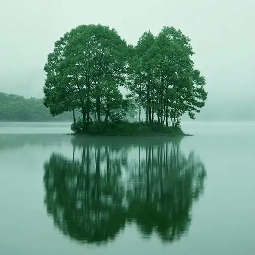 绿色自然 清新淡雅 文艺 简约 风景
