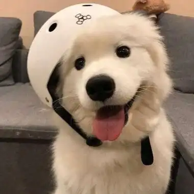 小动物头像可爱真实高清很萌的小动物微信头像图片