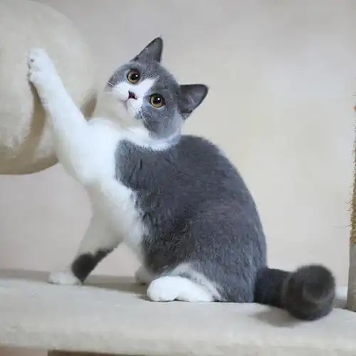 猫咪宠物图签:英国短毛猫(英短,british shorthair)